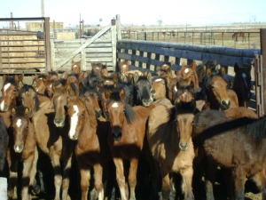 Horses wait in a feed lot to be loaded on to a trailer headed for slaughter. The amount of horses put on trailers bound for Canada and Mexico is unsafe. Photo used with permission from Lifesavers Wild Horse Rescue via flickr.
